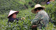 太平猴魁茶叶发展历史
