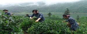 <a href=http://www.chayu.com/baike/383 target=_blank >太平猴魁</a>茶价格图