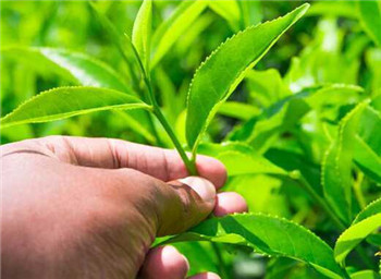 太平猴魁茶属于绿茶